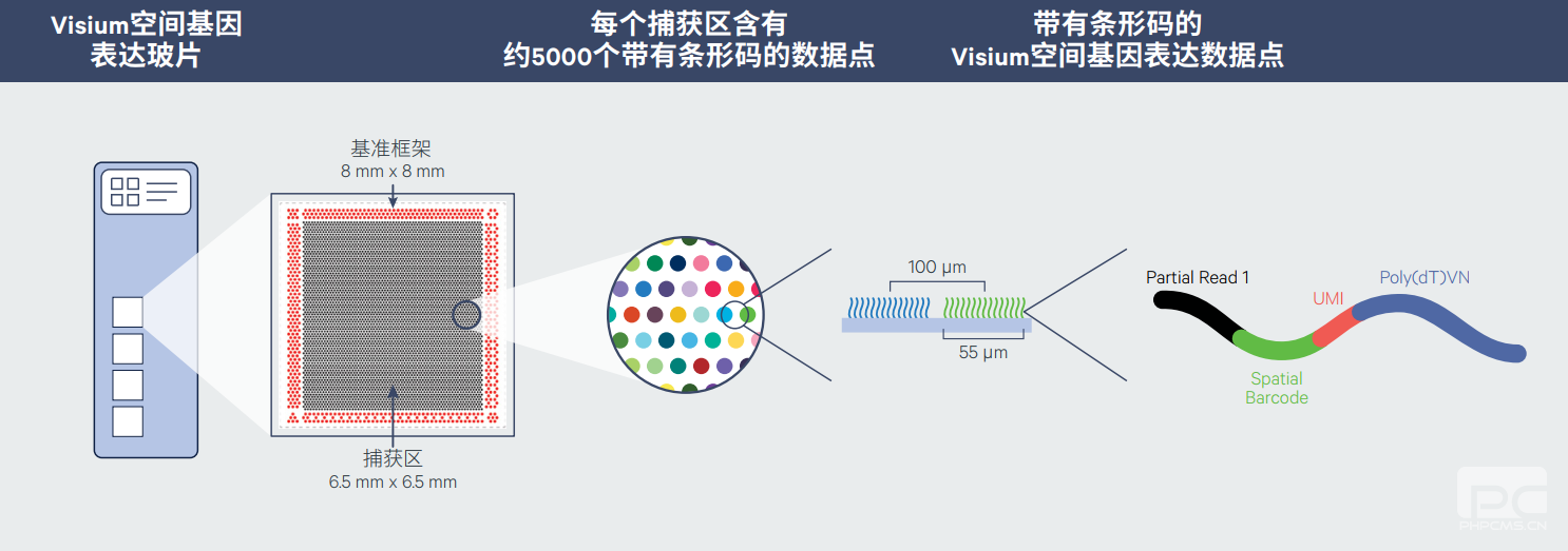 Visium空間基因表達玻片的組成.png